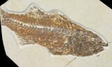 Bargain, Fossil Fish (Mioplosus) - Green River Formation #119450-1
